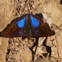 Blue butterfly on shore of Rio Negrito II